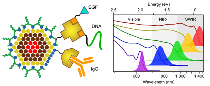 In this schematic provided by the authors, the left panel shows the structure of a quantum dot, which can be attached to peptides like EGF, to DNA, and to IgG antibodies, allowing labeling of specific molecules in cells and tissues. The right panel depicts optical spectra of 5 different VIR-QDs, showing the wavelengths and energies of light absorption (solid lines) and light emission (filled curves). VIR-QD emission can span the visible spectrum, near-infrared-I spectrum, and short-wave infrared spectrum.
