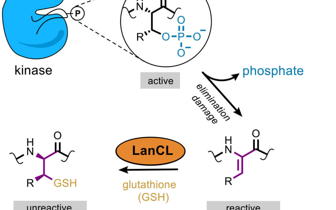Removing the phosphate group from kinases can activate them, which can be problematic. LanCL adds glutathione to these kinases, after which they became deactivated.