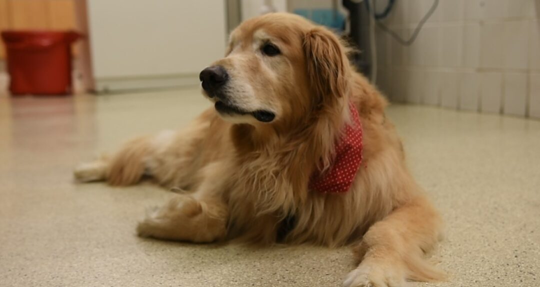 Clinical Trial Aims to Help Canines with Osteosarcoma