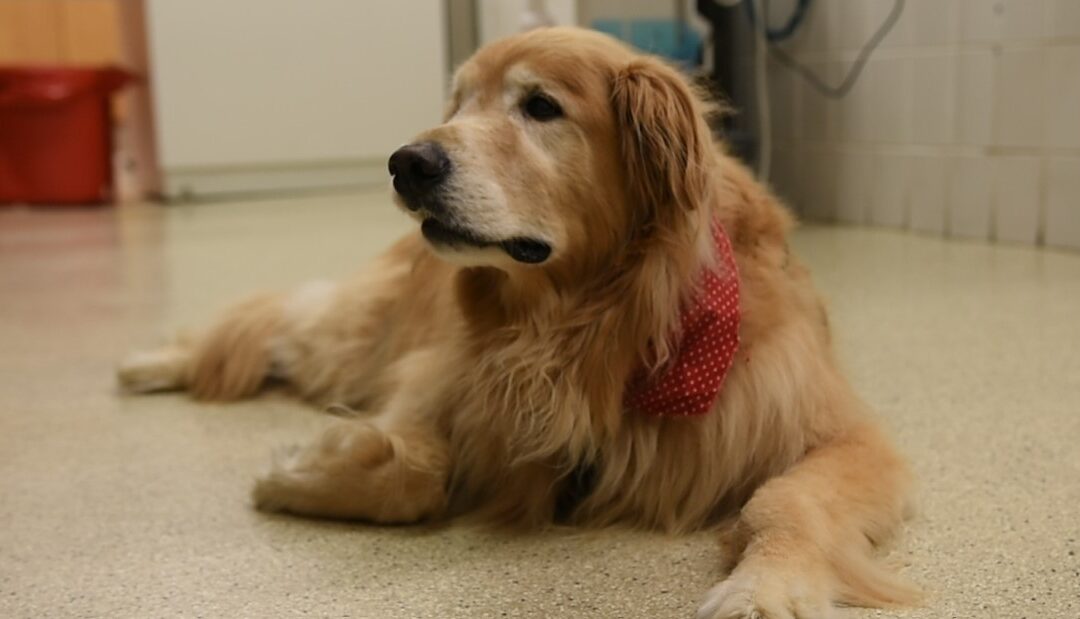 Clinical Trial Aims to Help Canines with Osteosarcoma